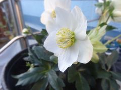 Wenn kaum noch etwas bl&uuml;ht...