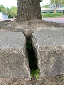 Wurzeln als Betonknacker