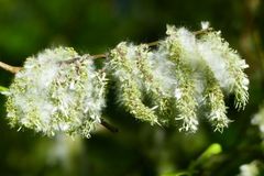 Pollenflug hat's schwer