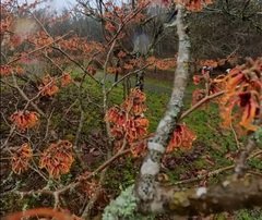 Sp&auml;tbl&uuml;her mit Heileffekt